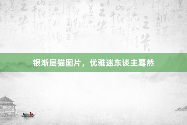 银渐层猫图片，优雅迷东谈主蓦然